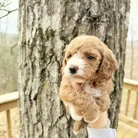 Sapphire, a female Poodle - Miniature  for sale in Guntersville, AL – 3 of 4