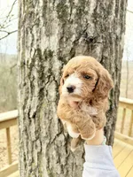 Sapphire, a female Poodle - Miniature  for sale in Guntersville, AL – Photo 3 of 4