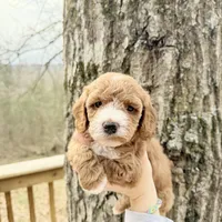 Sapphire, a female Poodle - Miniature  for sale in Guntersville, AL – 2 of 4