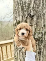 Sapphire, a female Poodle - Miniature  for sale in Guntersville, AL – Photo 2 of 4