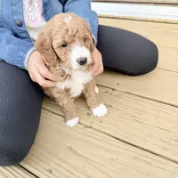Sapphire, a female Poodle - Miniature  for sale in Guntersville, AL – 4 of 4