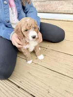 Sapphire, a female Poodle - Miniature  for sale in Guntersville, AL – Photo 4 of 4