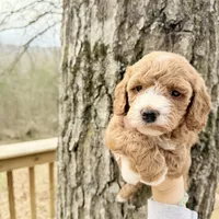 Sapphire, a female Poodle - Miniature  for sale in Guntersville, AL – 1 of 4