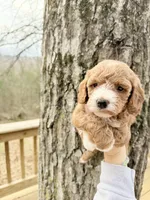 Sapphire, a female Poodle - Miniature  for sale in Guntersville, AL – Photo 1 of 4