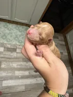 Mini, a male Poodle - Miniature  for sale in Guntersville, AL – Photo 2 of 3