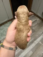 Mini, a male Poodle - Miniature  for sale in Guntersville, AL – Photo 3 of 3