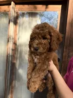 Rowdy , a male Poodle - Miniature  for sale in Guntersville, AL – 3 of 3