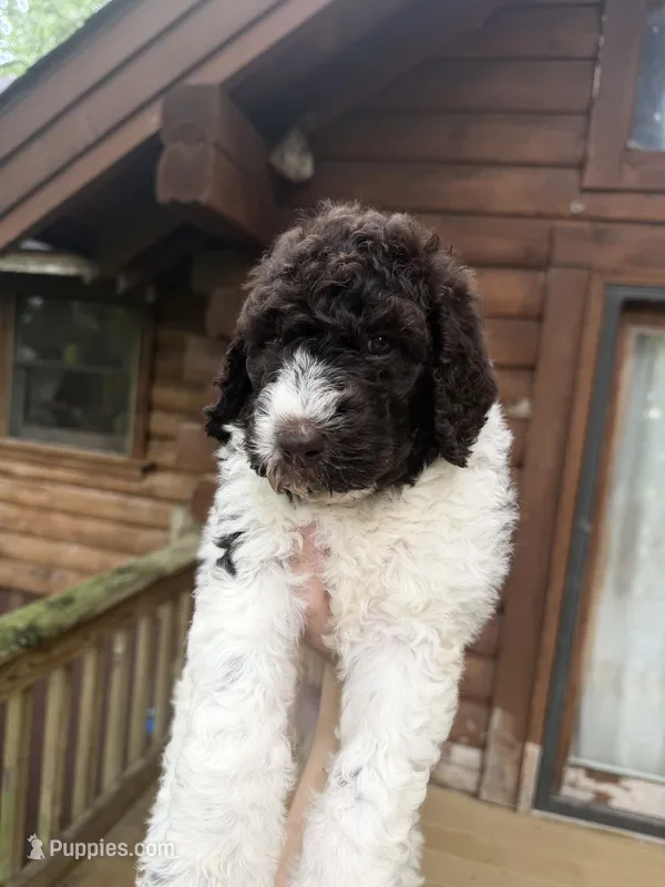 Mochi – Poodle - Standard  puppy for sale in Guntersville, AL