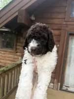Mochi, a male Poodle - Standard  for sale in Guntersville, AL – 1 of 5