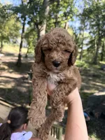 Crew, a male Poodle - Miniature  for sale in Guntersville, AL – 5 of 5
