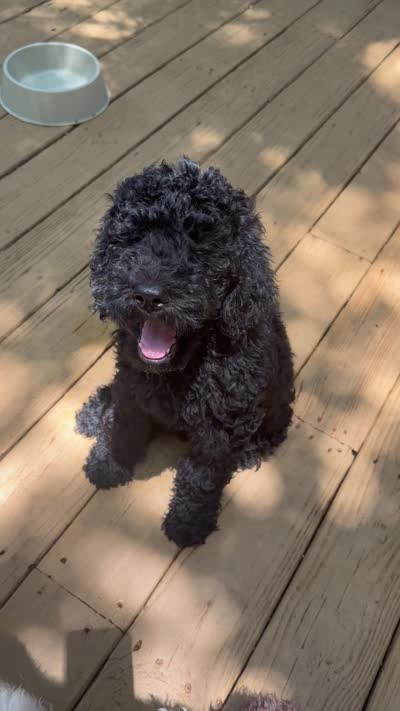 Esther, a female Poodle - Standard  for sale in Guntersville, AL – 10 of 10