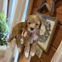 Mini poodles, a female Poodle - Miniature  for sale in Guntersville, AL – 3 of 3