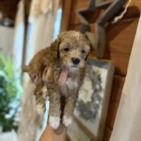 Mini poodles, a female Poodle - Miniature  for sale in Guntersville, AL – 2 of 3