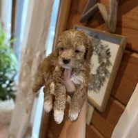 Mini poodles, a female Poodle - Miniature  for sale in Guntersville, AL – 1 of 3