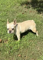 Salt, a female French Bulldog for sale in Florence, AL – 3 of 10