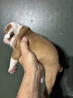 Thing 1, a female Valley Bulldog for sale in Florence, AL – 2 of 7