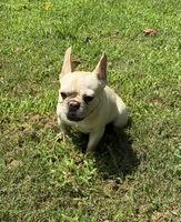 Salt, a female French Bulldog for sale in Florence, AL – 2 of 10