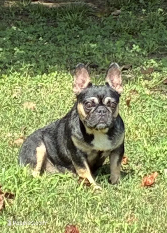 Pepper – French Bulldog puppy for sale in Florence, AL