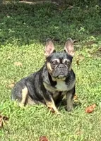 Pepper, a female French Bulldog for sale in Florence, AL – 1 of 10