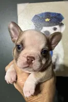 INK, a male French Bulldog for sale in Florence, AL – 3 of 10
