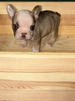 INK, a male French Bulldog for sale in Florence, AL – 10 of 10