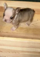 INK, a male French Bulldog for sale in Florence, AL – 5 of 10