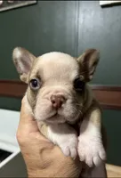 INK, a male French Bulldog for sale in Florence, AL – 4 of 10