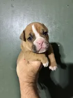 Thing 1, a female Valley Bulldog for sale in Florence, AL – 3 of 7