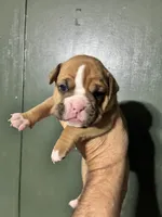 Thing 1, a female Valley Bulldog for sale in Florence, AL – 4 of 7