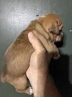 Thing 1, a female Valley Bulldog for sale in Florence, AL – 2 of 7