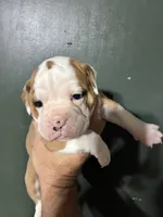 Thing 1, a female Valley Bulldog for sale in Florence, AL – 5 of 7
