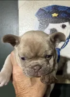 DINK, a male French Bulldog for sale in Florence, AL – 7 of 9