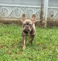 Dracula, a male French Bulldog for sale in Florence, AL – 6 of 10