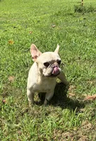Salt, a female French Bulldog for sale in Florence, AL – 7 of 10