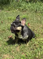 Pepper, a female French Bulldog for sale in Florence, AL – 9 of 10