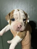 Thing 1, a female Valley Bulldog for sale in Florence, AL – 6 of 7