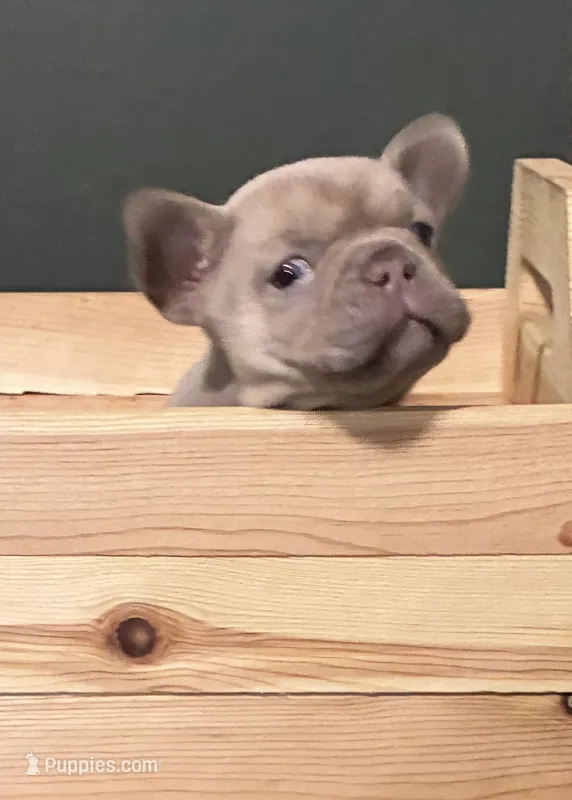 DINK – French Bulldog puppy for sale in Florence, AL