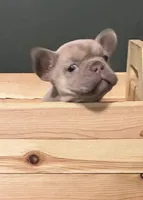 DINK, a male French Bulldog for sale in Florence, AL – 1 of 9