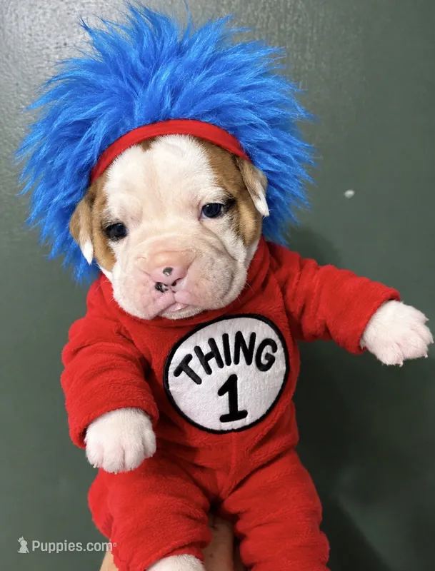 Thing 1 – Valley Bulldog puppy for sale in Florence, AL