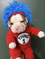 Thing 1, a female Valley Bulldog for sale in Florence, AL – 1 of 7