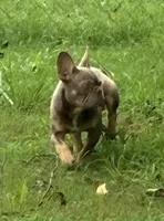 Dracula, a male French Bulldog for sale in Florence, AL – 4 of 10