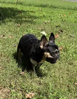 Pepper, a female French Bulldog for sale in Florence, AL – 7 of 10