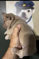DINK, a male French Bulldog for sale in Florence, AL – 4 of 9