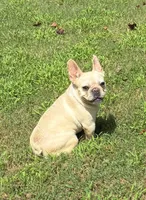 Salt, a female French Bulldog for sale in Florence, AL – 9 of 10