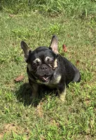 Pepper, a female French Bulldog for sale in Florence, AL – 10 of 10