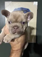 DINK, a male French Bulldog for sale in Florence, AL – 9 of 9