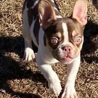 Choctaw, a female French Bulldog for sale in Florence, AL – Photo 1 of 2