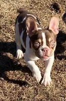 Choctaw, a female French Bulldog for sale in Florence, AL – Photo 1 of 2