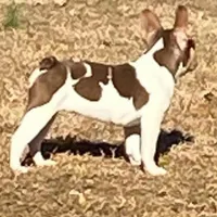 Choctaw, a female French Bulldog for sale in Florence, AL – Photo 2 of 2