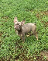 Dracula, a male French Bulldog for sale in Florence, AL – 8 of 10